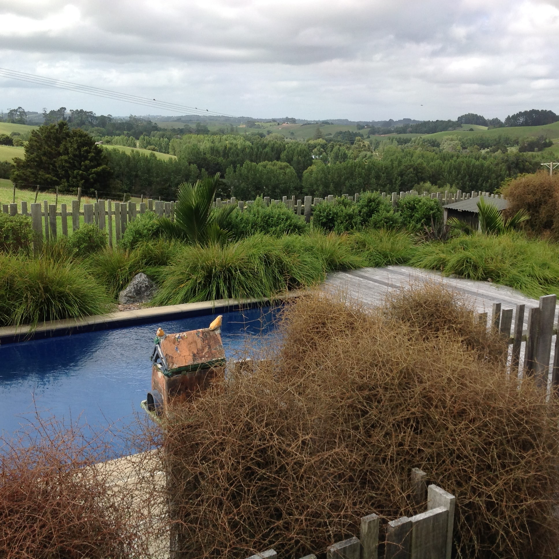 NZ native planting design, swimming pool, Kirsten Sach Landscape design