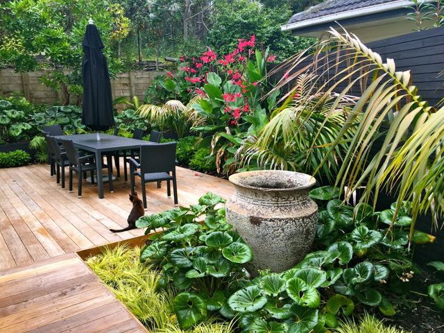 sub tropical garden design Auckland, Kirsten Sach