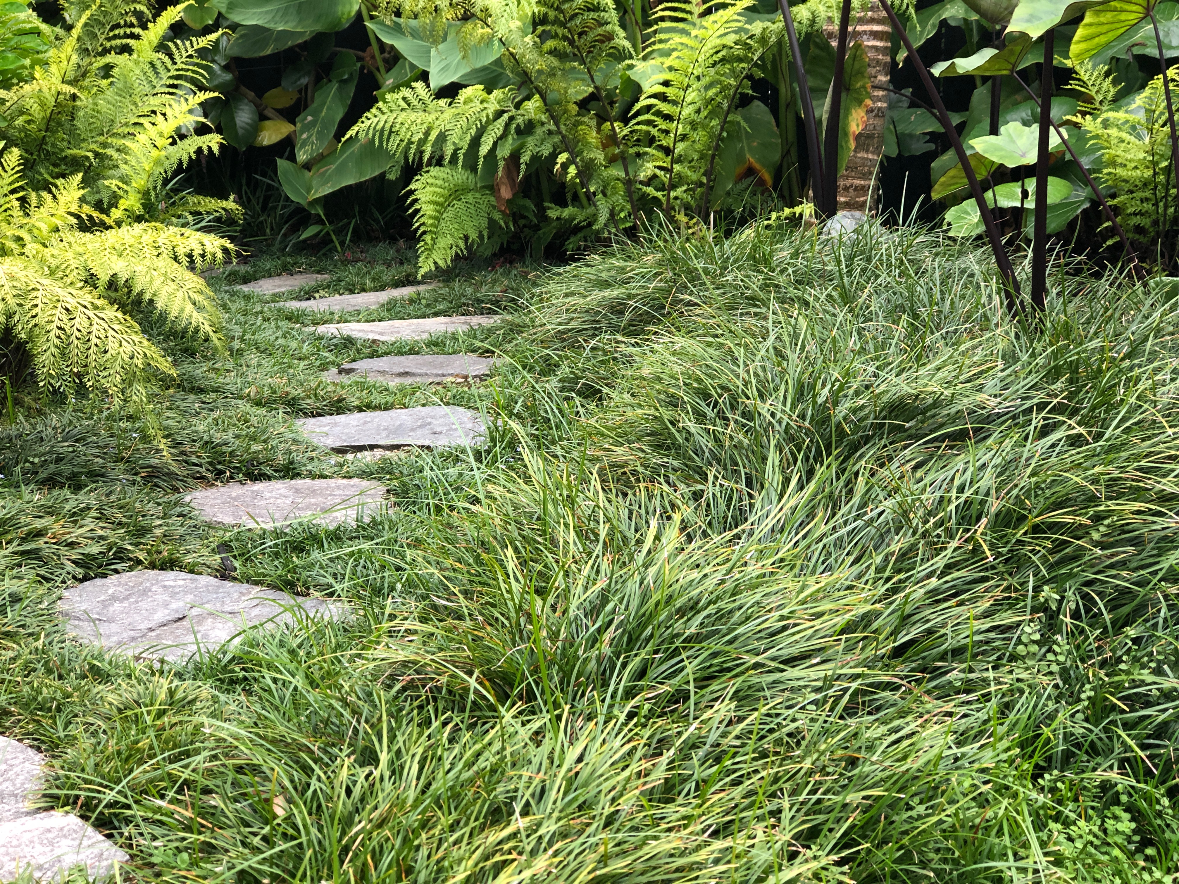 mondo edged pathway, auckland garden design