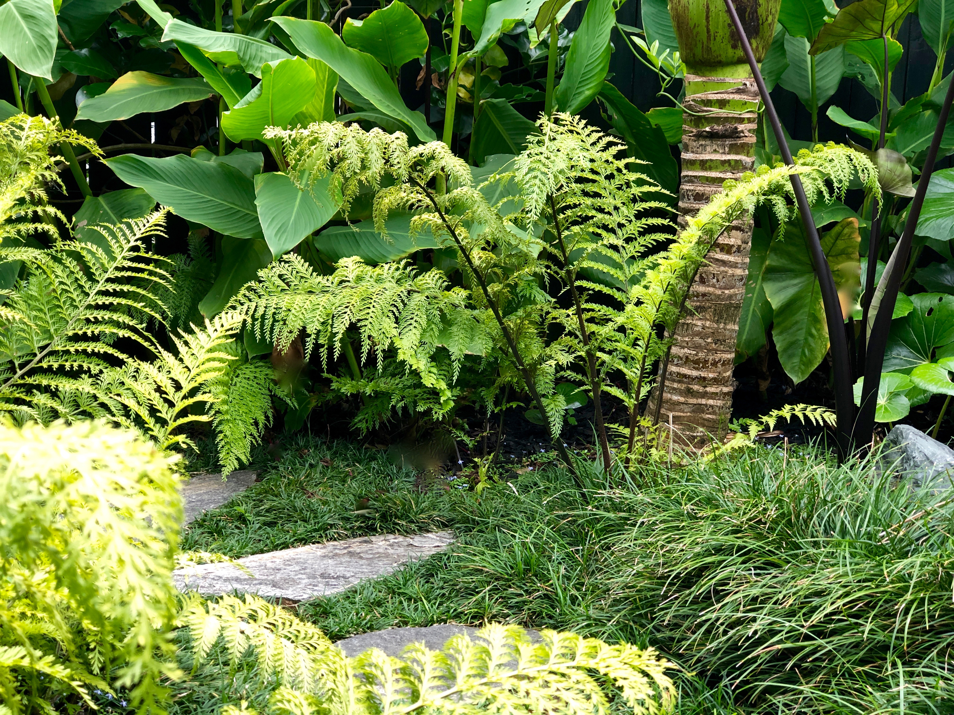 Asplenium bulbiferum ferns, Kirsten Sach Landscape design