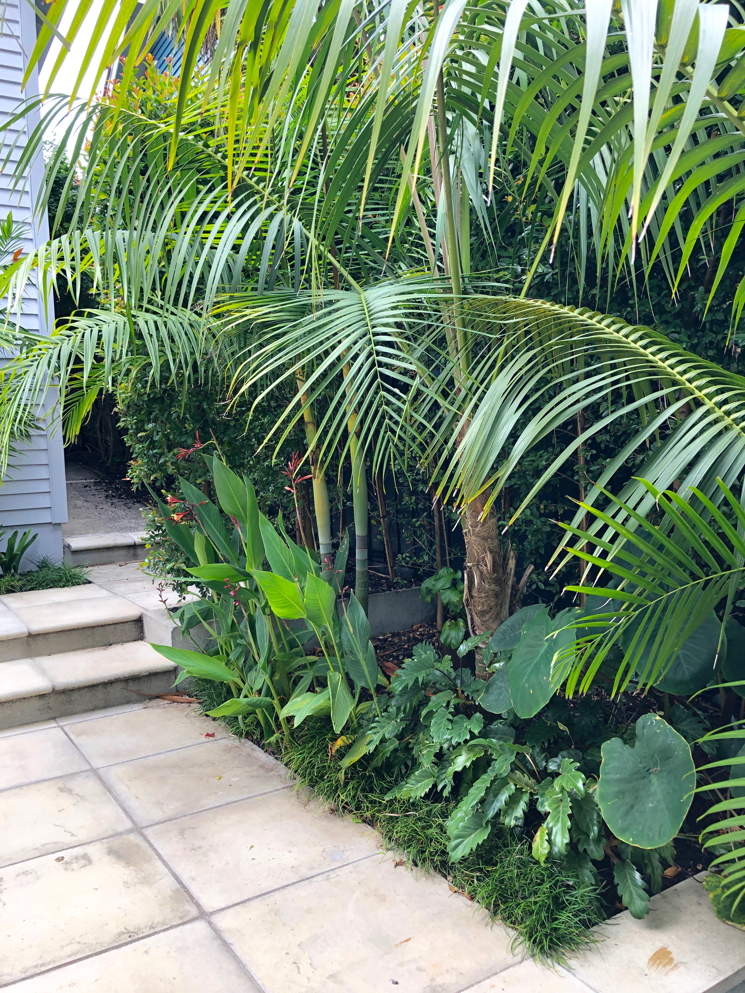 Dypsis palms and tropical planting ideas, Kirsten Sach landscapes