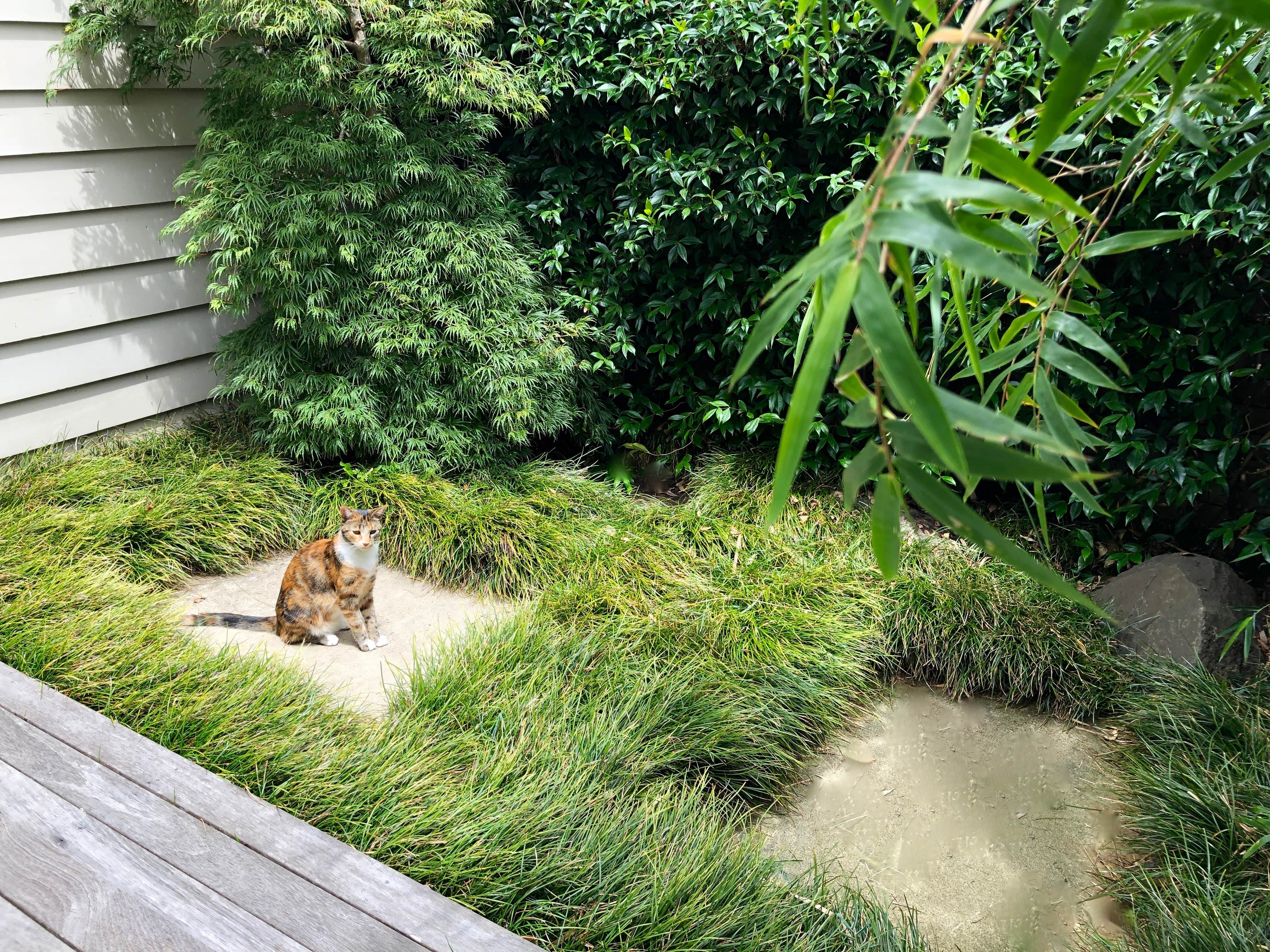 Japanese inspired garden, Kirsten Sach landscapes