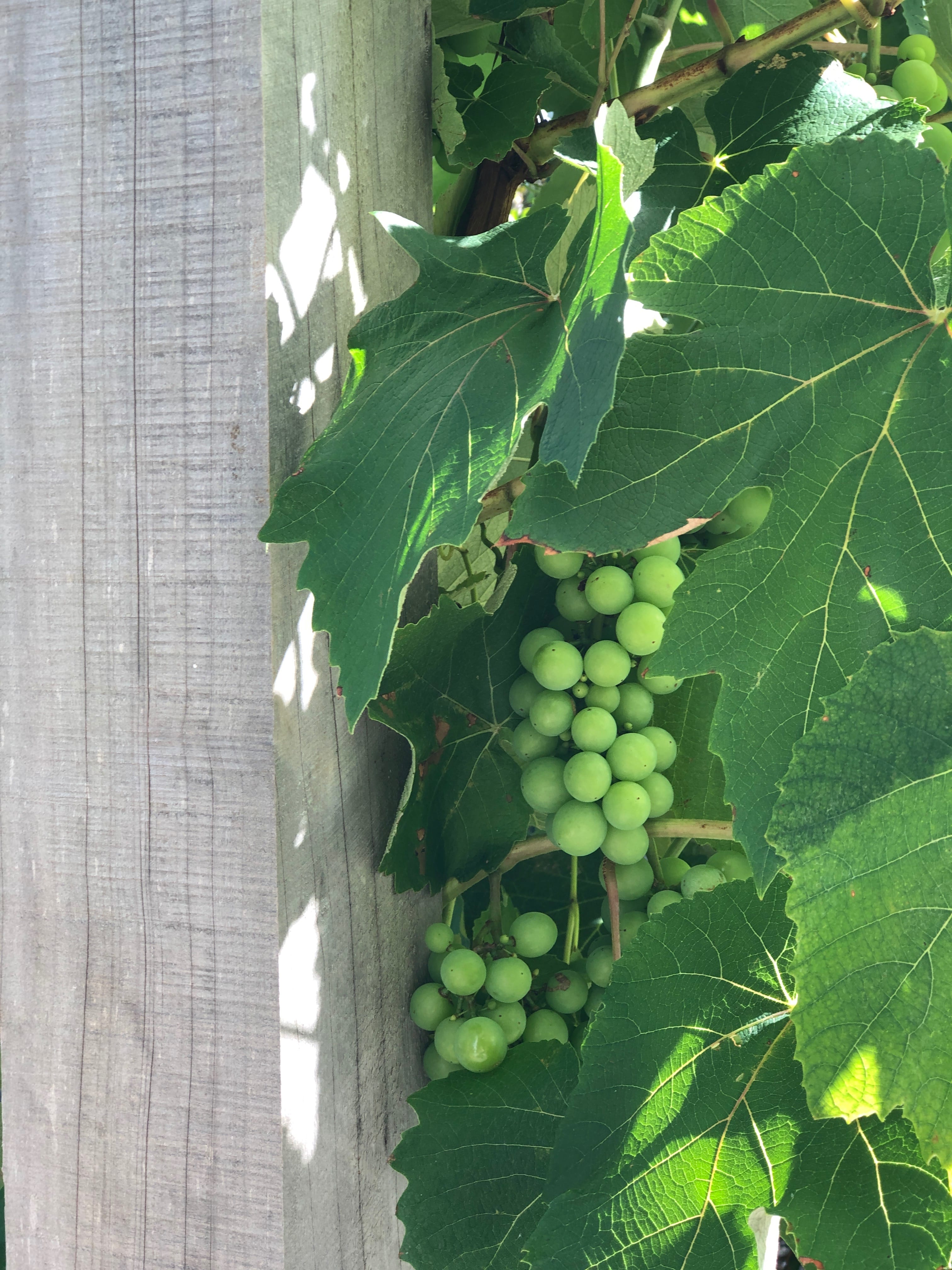 Growing grapes on wires, Kirsten Sach Landscapes