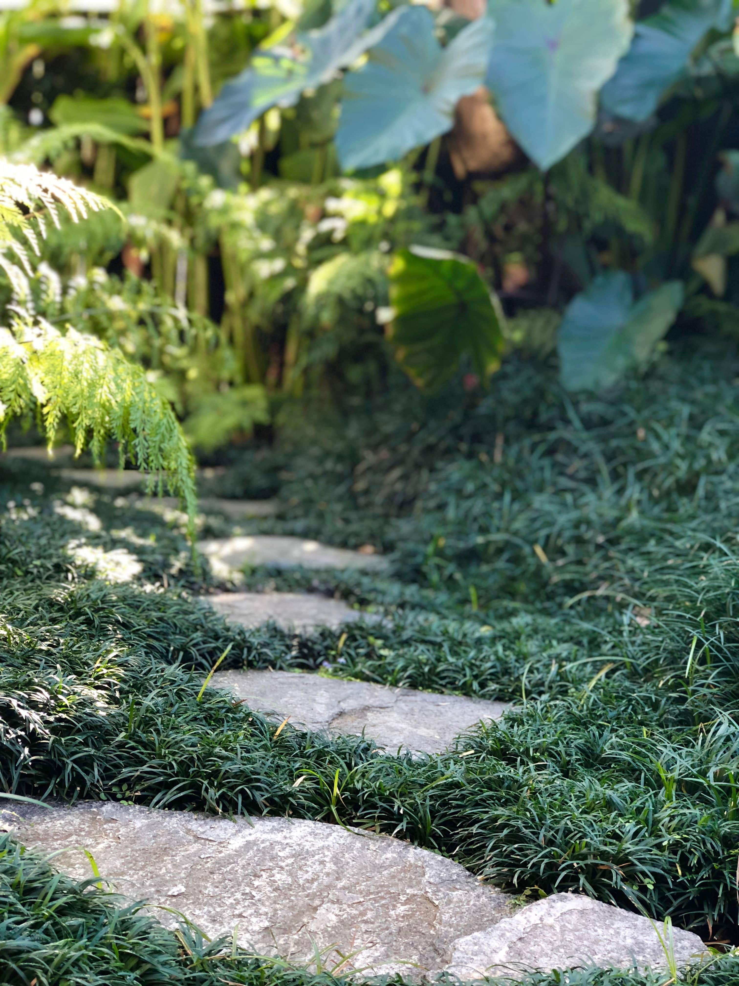 stepping stone path with miniature mondo, landscape design