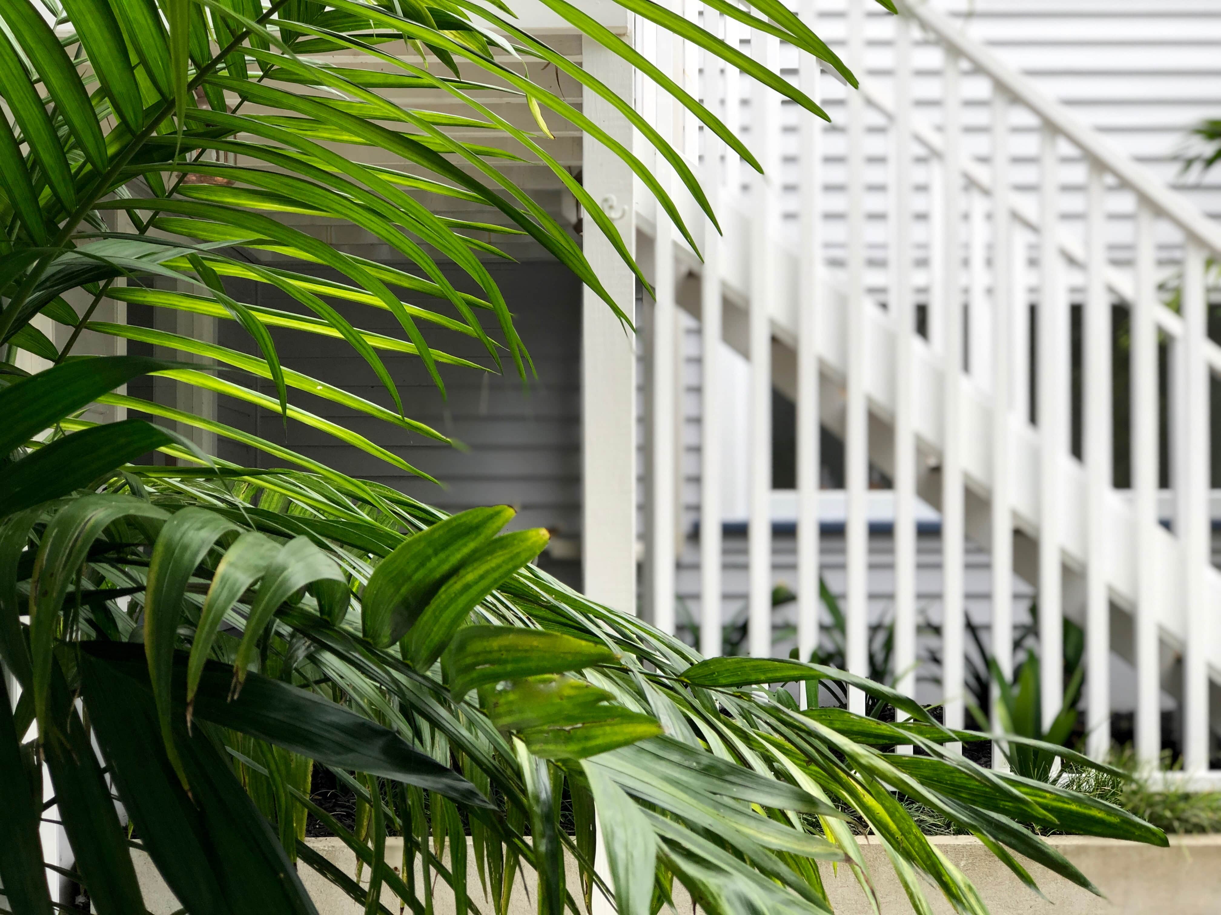 palm fronds and tropical garden, Kirsten Sach Landscapes