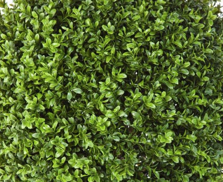 WINGATE STREET Kirsten Sach Landscape Design Ltd.