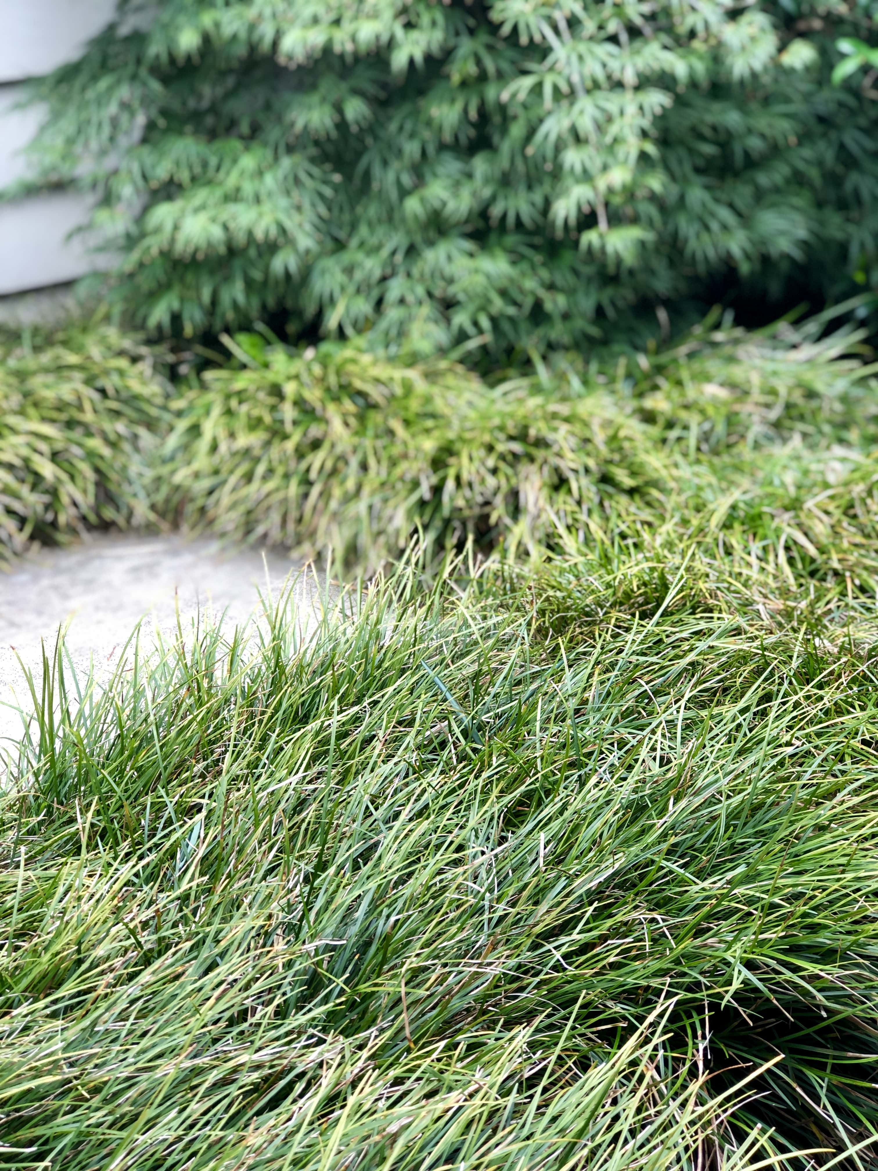 closeup of mondo grass, Landscaping Auckland Kirsten Sach