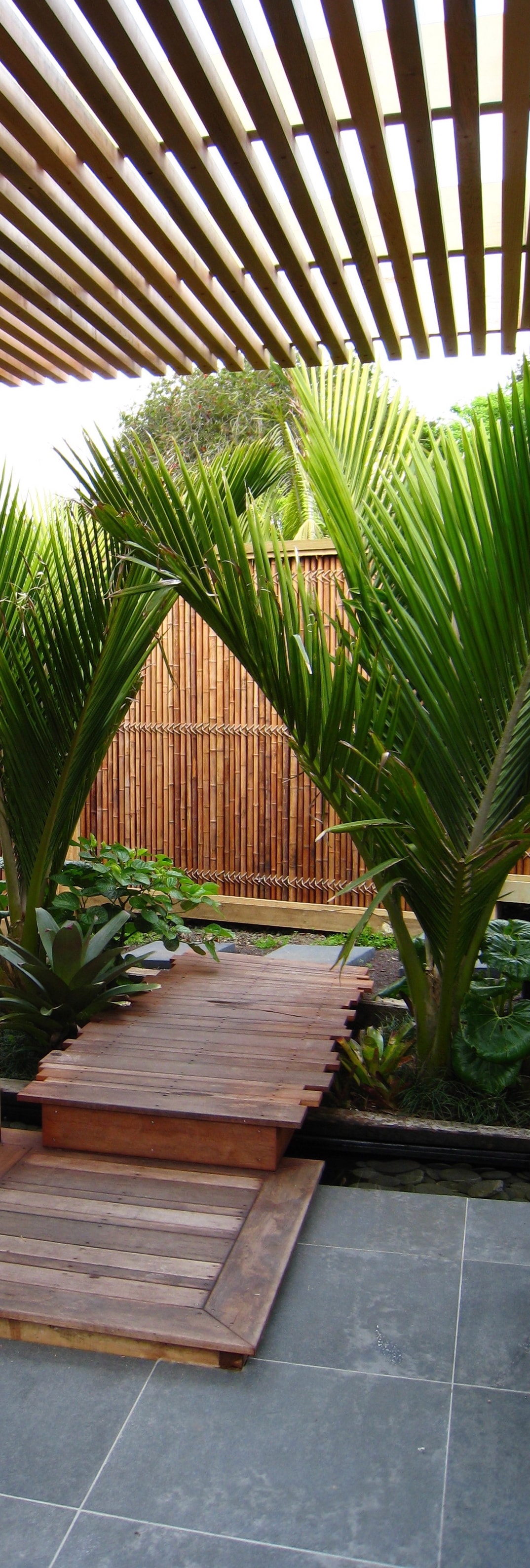 Boardwalk, garden design, Nikau palms, auckland garden design