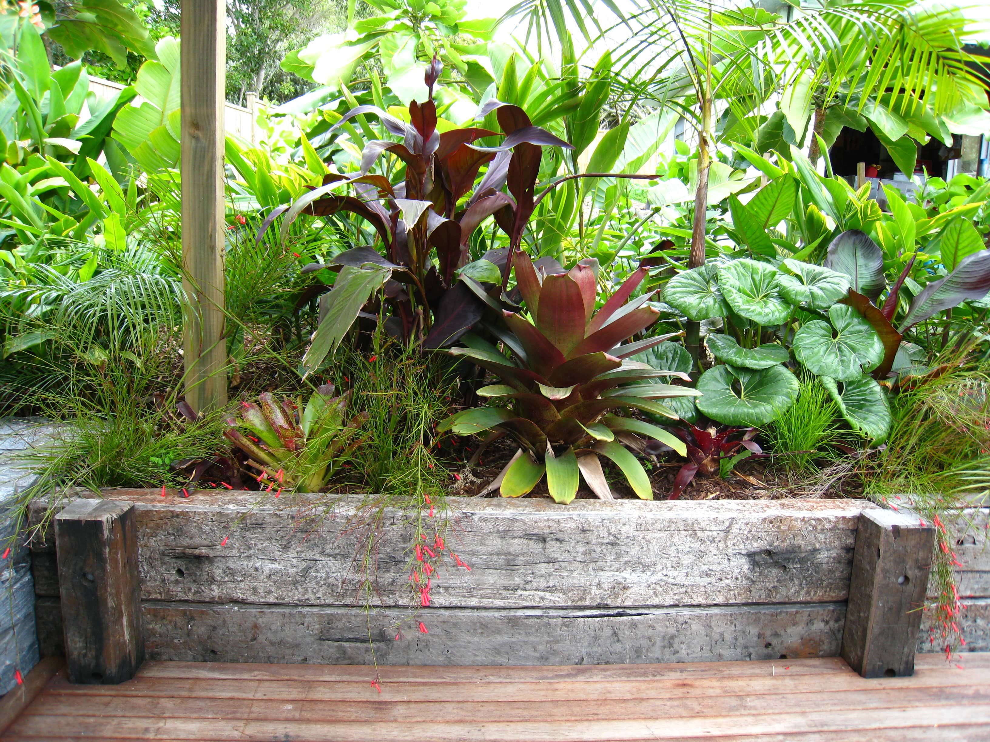 Sub tropical plantings, layered planting ideas, Kirsten Sach Landscape design