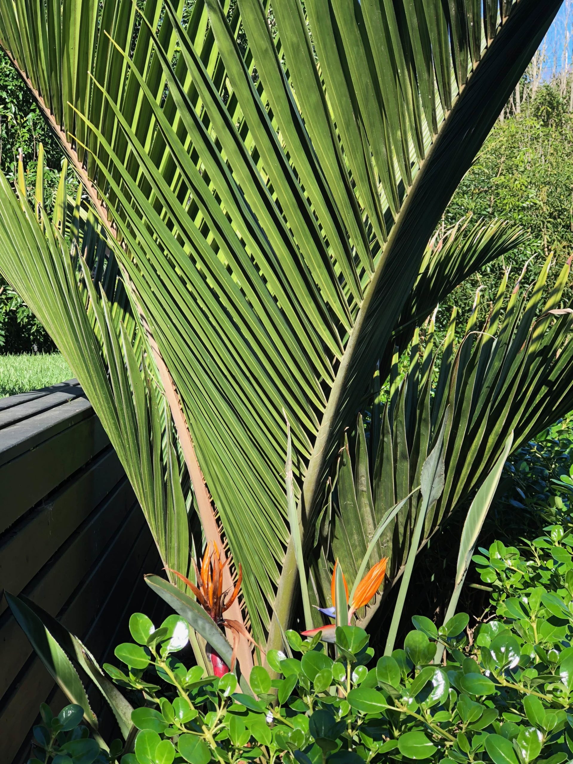 Nikau palm, Kirsten Sach Landscape design