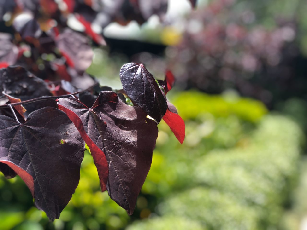 WINGATE STREET Kirsten Sach Landscape Design Ltd.