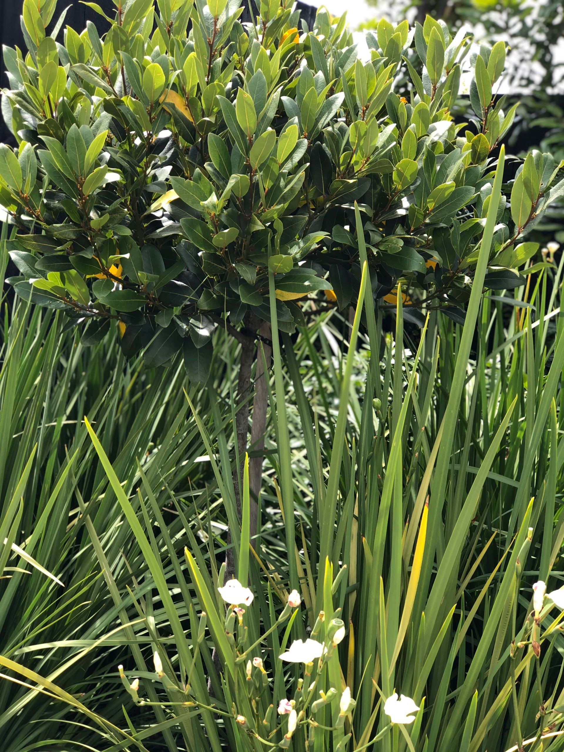 Dietes and clipped laurus nobilis, country garden