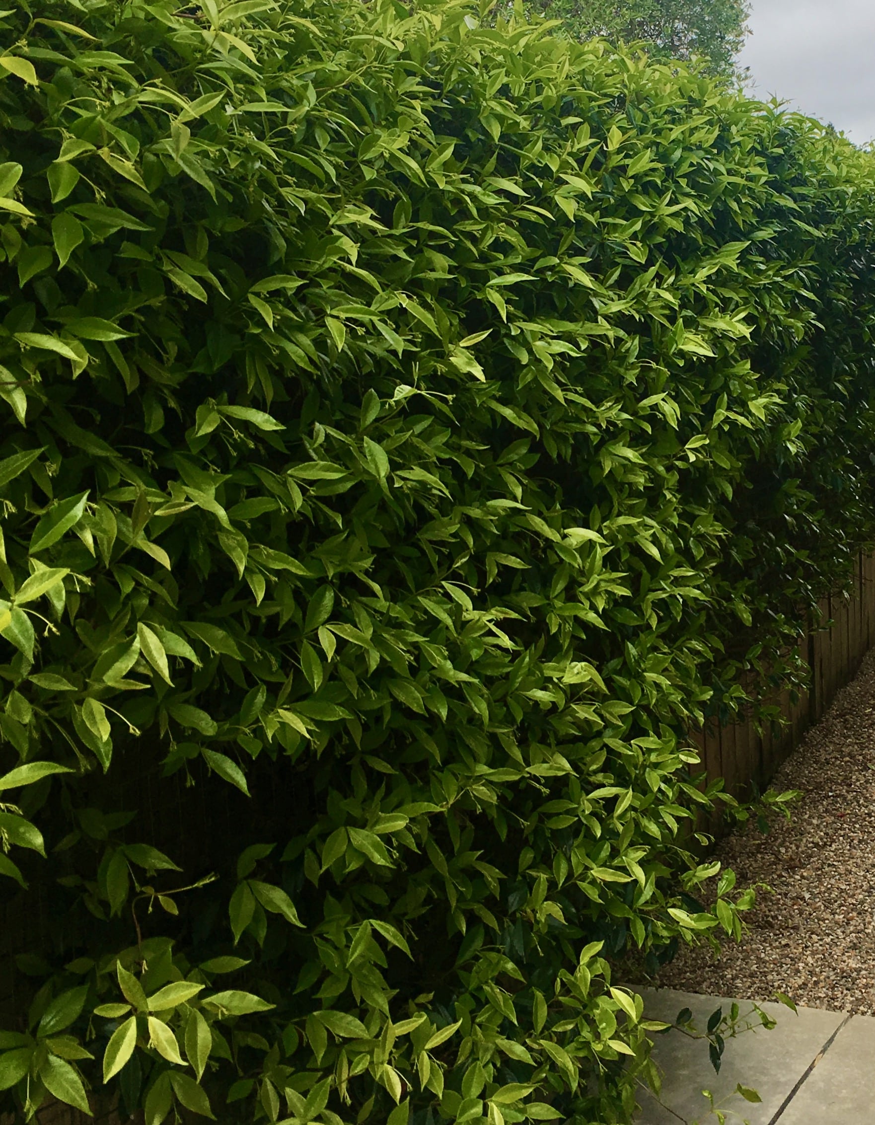 Star jasmine wall, Auckland garden design Kirsten Sach